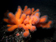 Bildung von Kolonien, bis zu 25 cm. Höhe, 5 bis 50 m., verschiedene  Farbvarianten ( Orange, Braun, Rot bis hin zu Weiß ), Polypen können sich komplett in den Stock zurückziehen, Verbreitung von Nordatlantik bis Nordportugal
